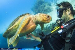 ��Ӱʦ�͹���Ǳˮ�뺣�����������˾�̾