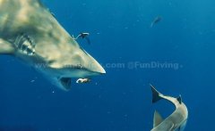 ǱˮԱ������貶ʳ���棬Ѫ���ڼ�ֱ�Ż�����