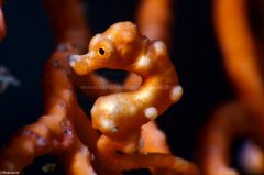 ˮ����Ӱ΢������96��